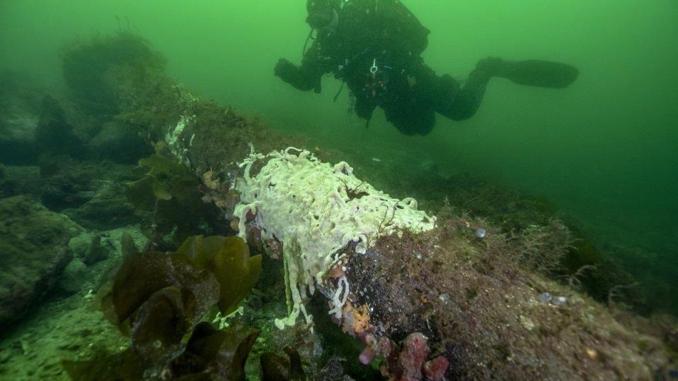 Lenkje til artikkel: Viktig å hindre spreiing av hamnespy (japansk sjøpung) i båtseongen