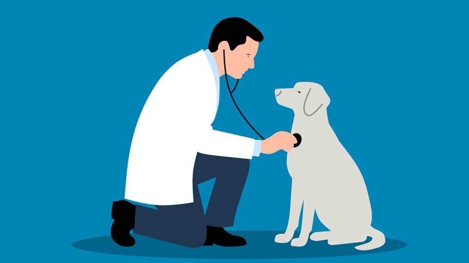 Lenkje til artikkel: Veterinærvakt: Veterinærane sikrar beredskapen ut året